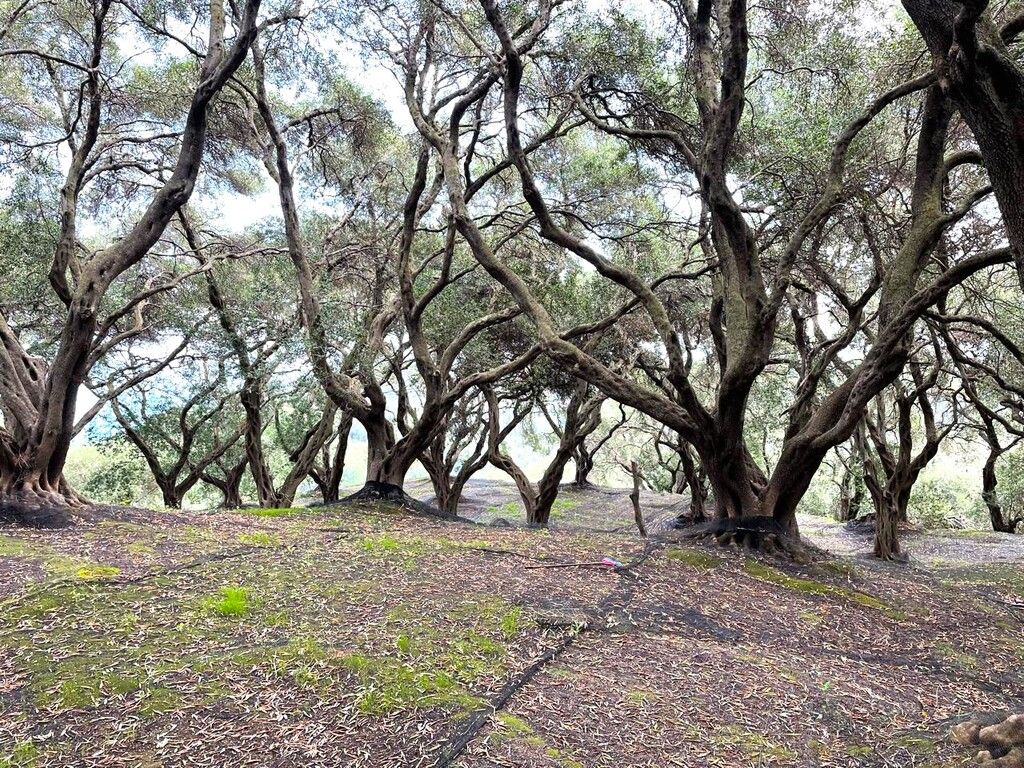 Grundstück in Korfu, Griechenland, 4 337 m² - Foto 9