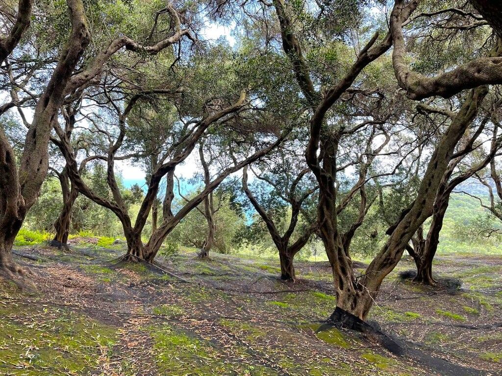 Grundstück in Korfu, Griechenland, 4 337 m² - Foto 10