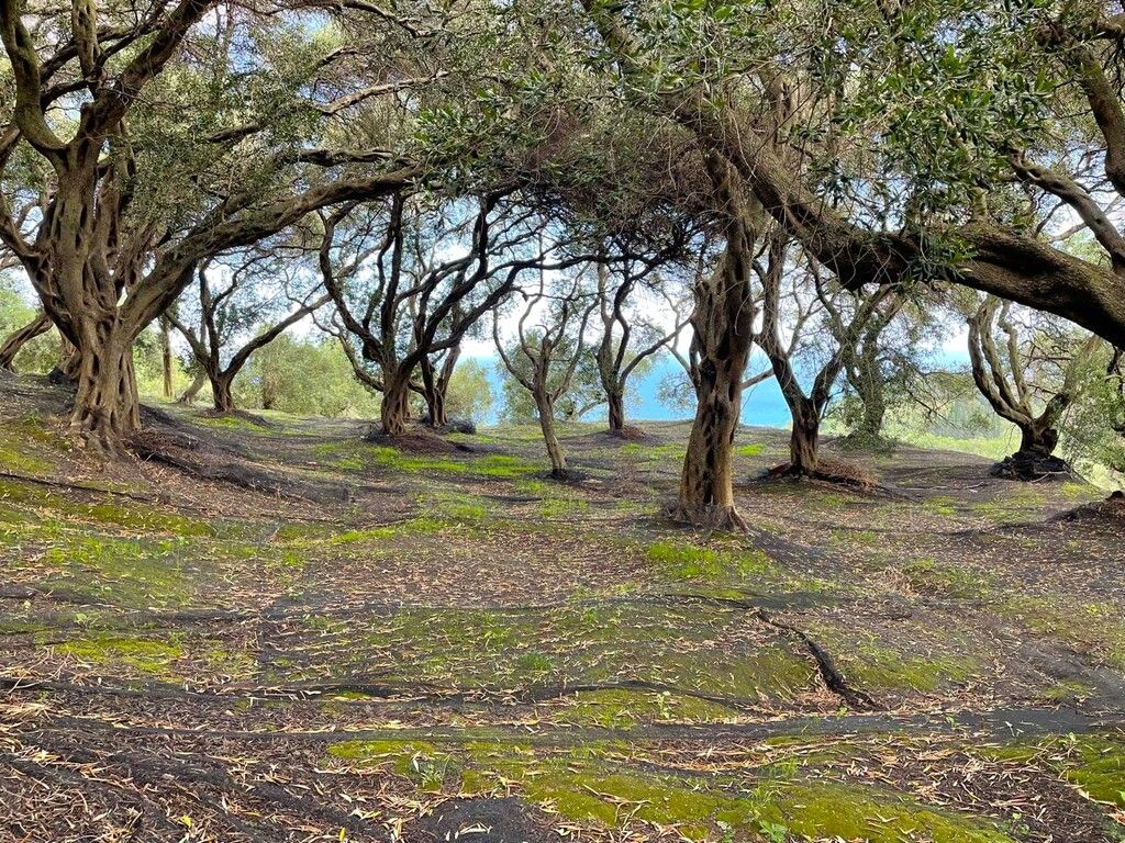 Grundstück in Korfu, Griechenland, 4 337 m² - Foto 11