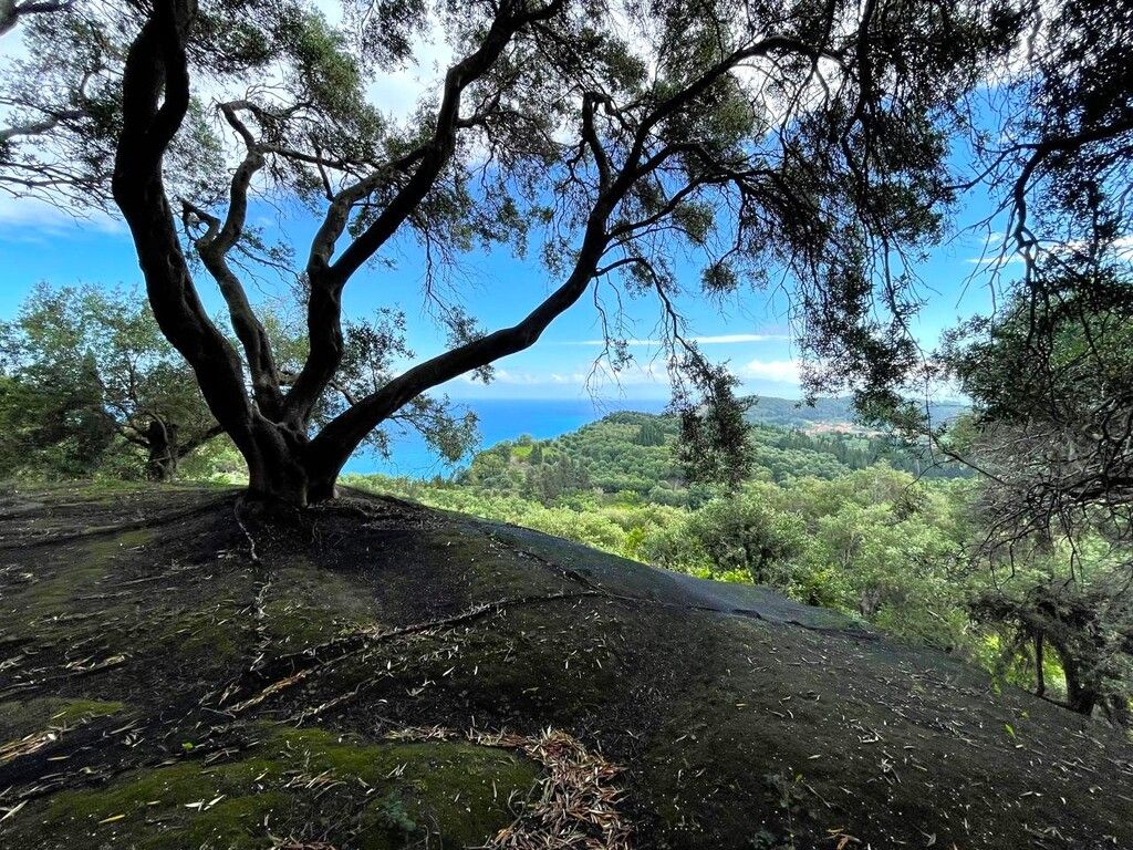 Grundstück in Korfu, Griechenland, 4 337 m² - Foto 14
