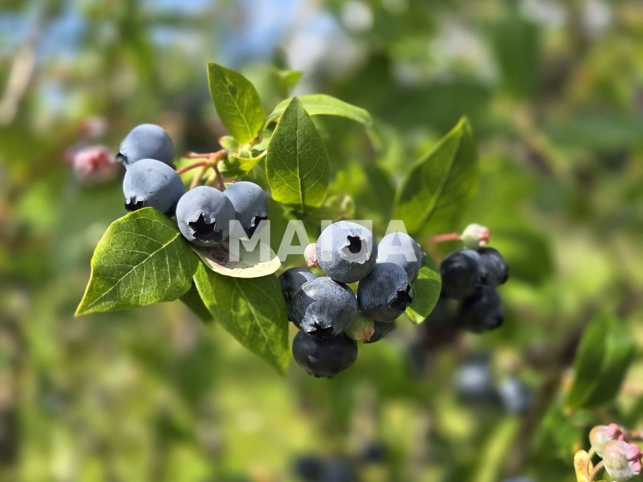 Casa Talsi, Letonia, 210 m² - imagen 3