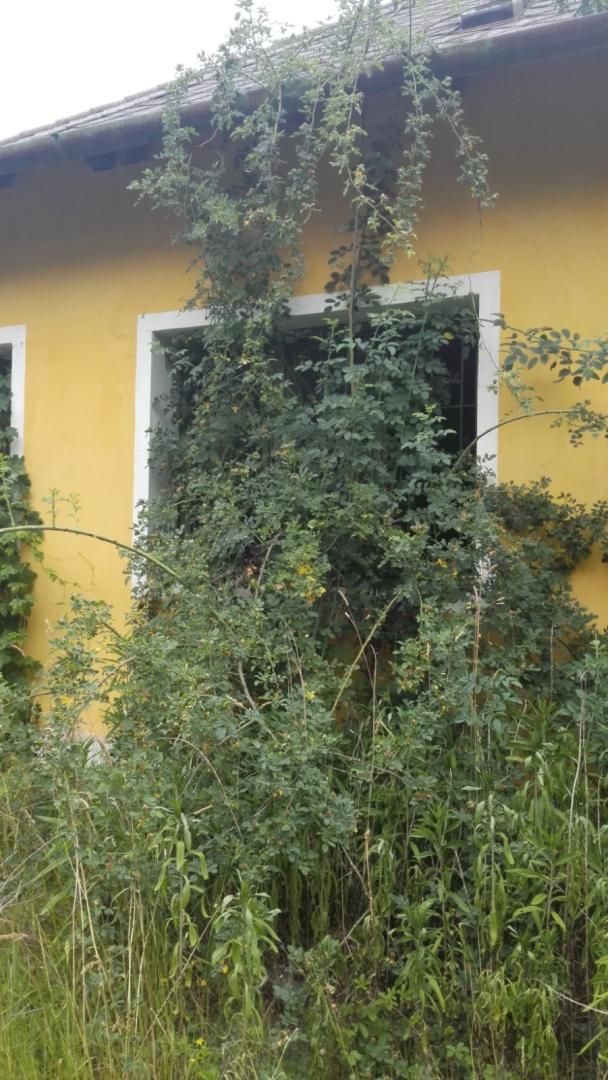 Farm Jánossomorja, Hungary, 295 770 m² - picture 3