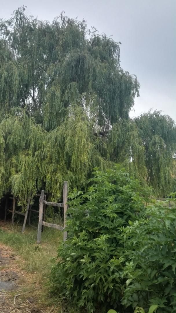 Farm Jánossomorja, Hungary, 295 770 m² - picture 10