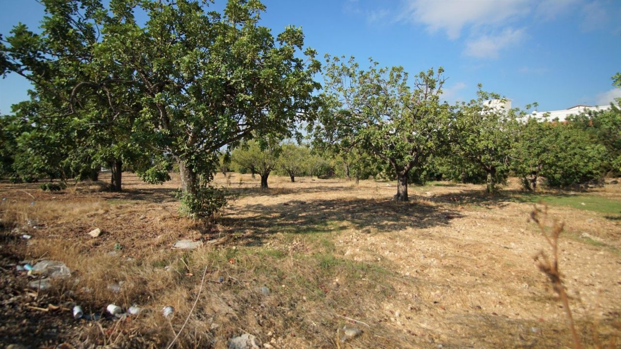 Terreno a Paphos, Cipro, 8 027 m2 - foto 1