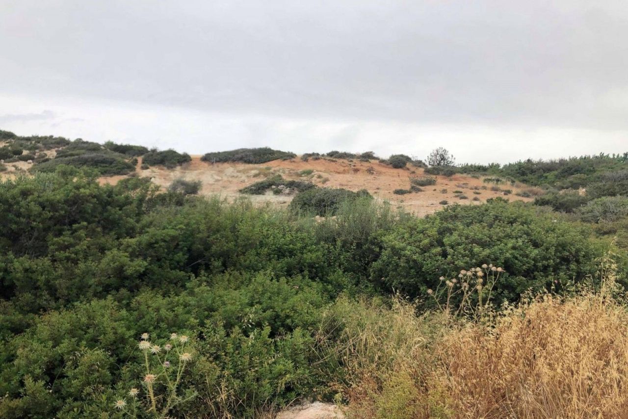Terreno a Paphos, Cipro, 5 369 m2 - foto 2