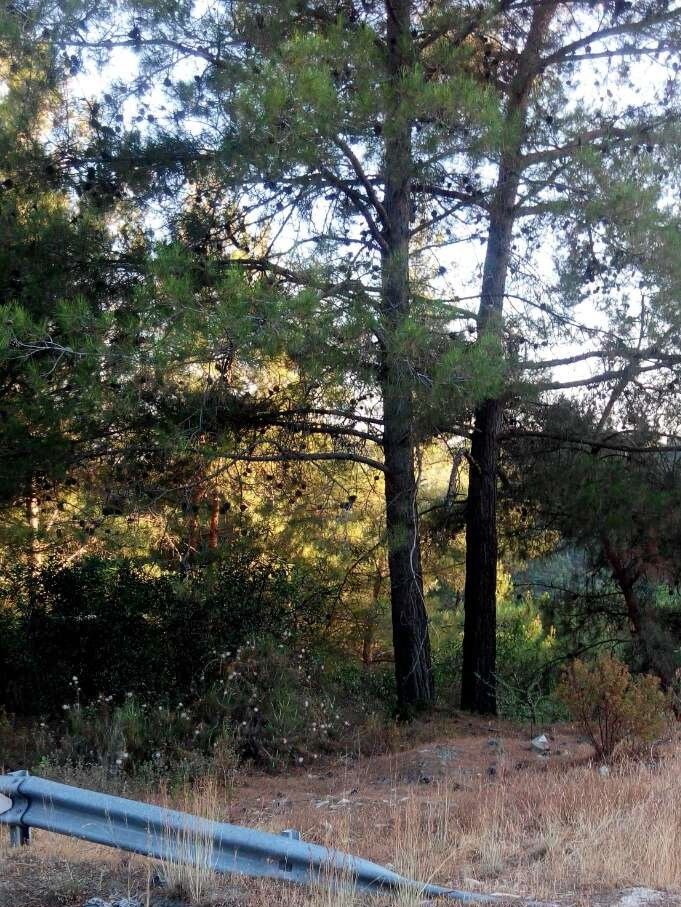 Terreno a Limassol, Cipro, 1 350 m2 - foto 2