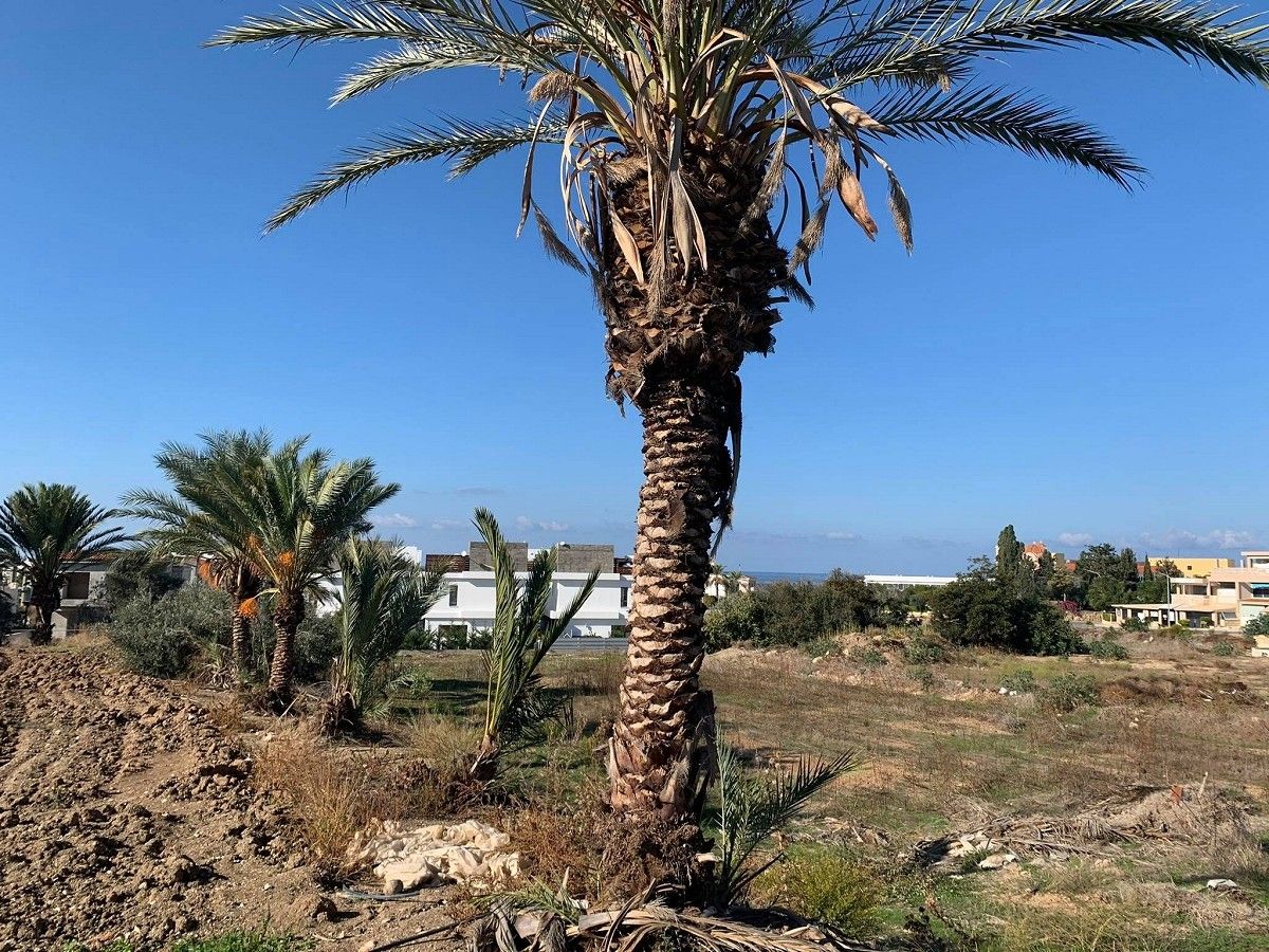 Terreno en Pafos, Chipre, 1 894 m² - imagen 2