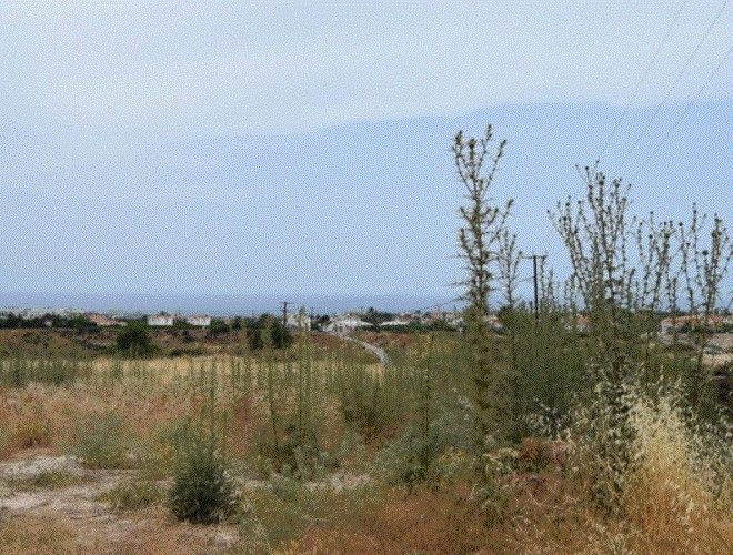 Terreno a Paphos, Cipro, 12 496 m2 - foto 4