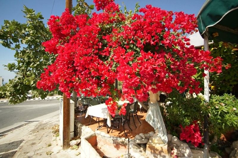 Café, restaurant à Paphos, Chypre, 120 m² - image 8