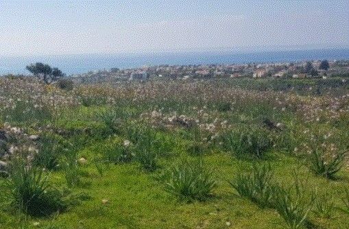 Terreno a Paphos, Cipro, 12 496 m2 - foto 10