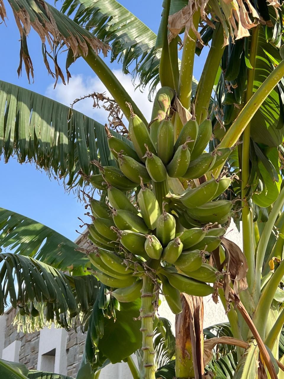 Villa à Bodrum, Turquie, 95 m² - image 12