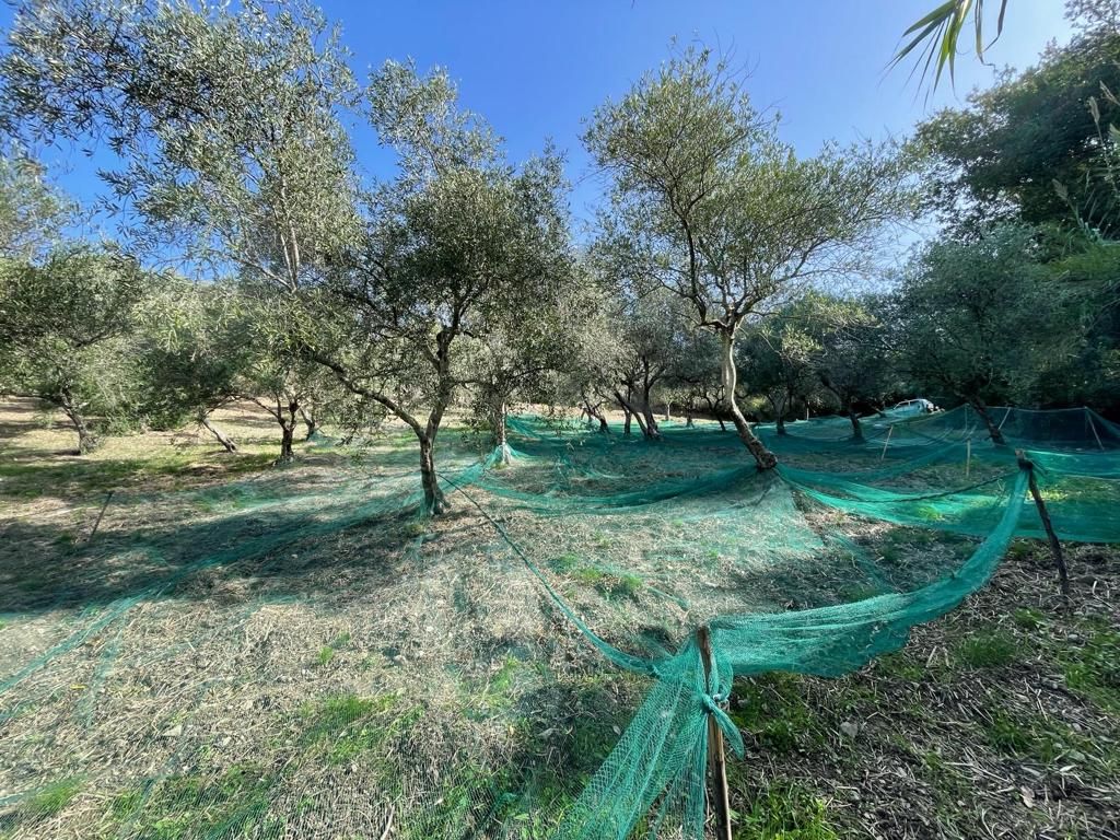 Terrain à Scalea, Italie, 5 000 m² - image 2