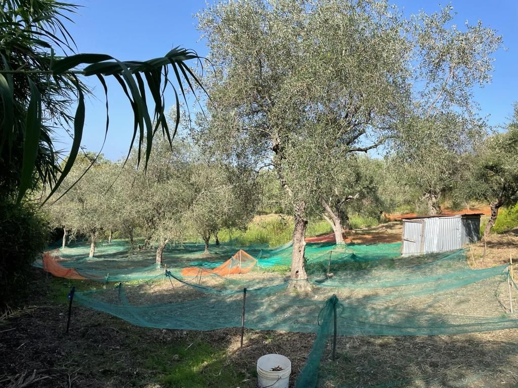 Terrain à Scalea, Italie, 5 000 m² - image 3