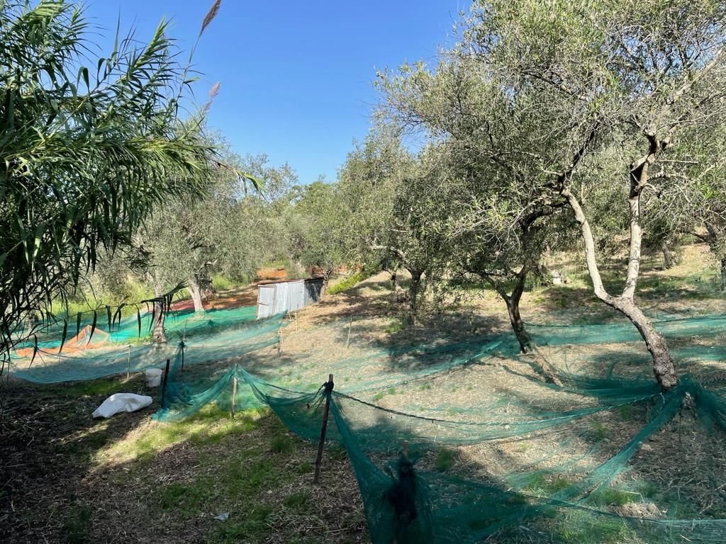 Terrain à Scalea, Italie, 5 000 m² - image 4