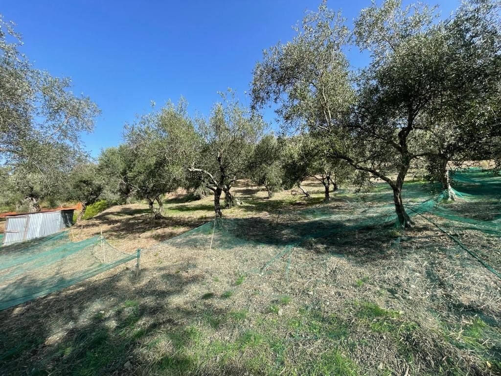 Terrain à Scalea, Italie, 5 000 m² - image 6