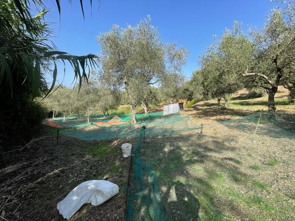 Terrain à Scalea, Italie, 5 000 m² - image 8