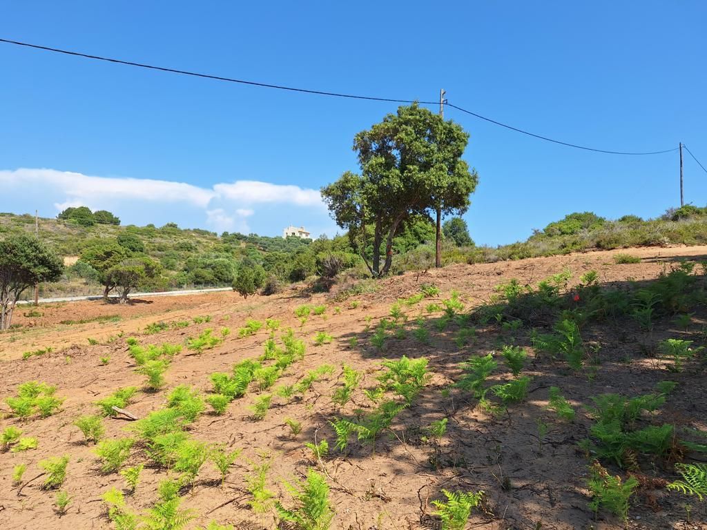 Land in Corfu, Greece, 5 121 m² - picture 1