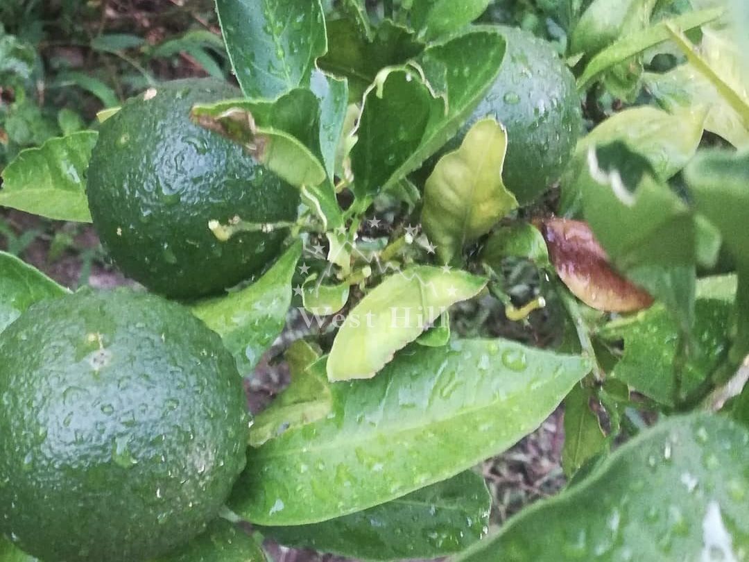 Haus in Sutomore, Montenegro, 60 m² - Foto 8