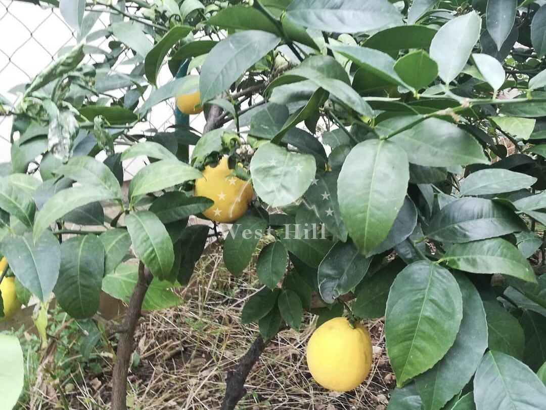 Haus in Sutomore, Montenegro, 60 m² - Foto 16