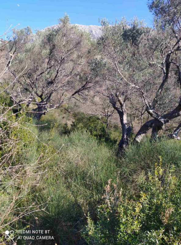 Terrain au Bar, Monténégro, 9 890 m² - image 2