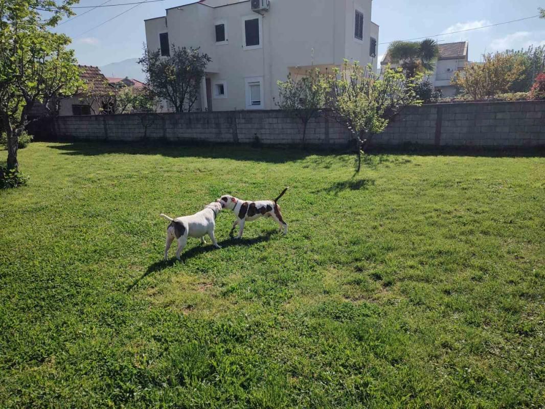 House Murtovina, Montenegro, 326 m² - picture 5