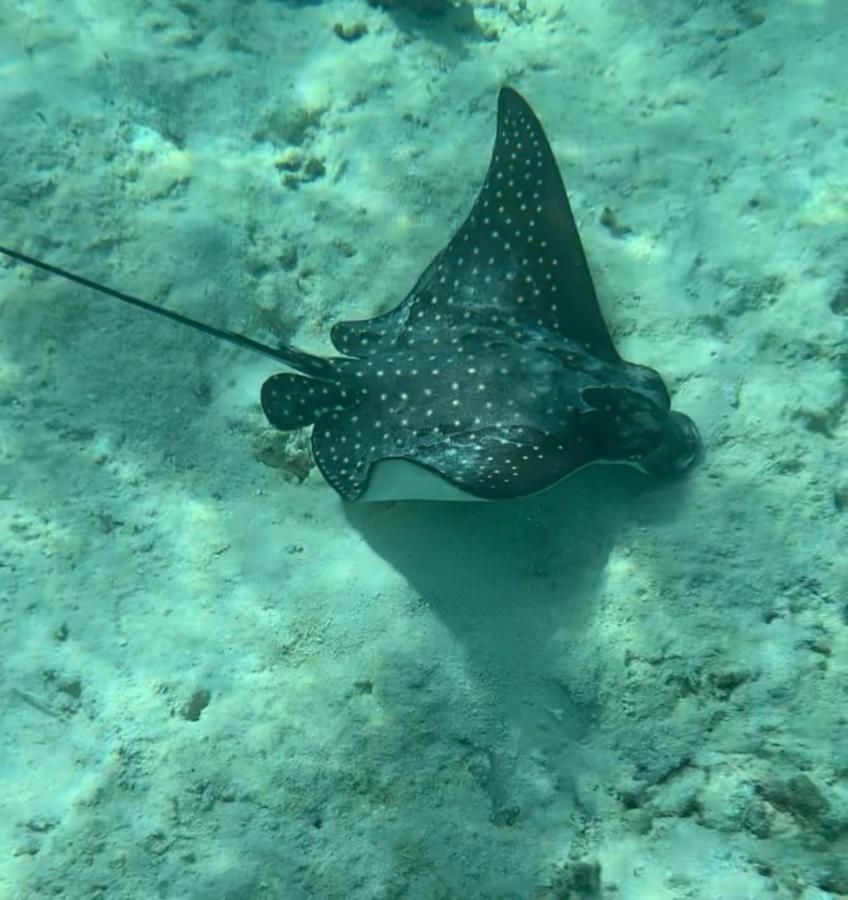 Hotel Maldives, Maldivas, 7 000 m² - imagen 16