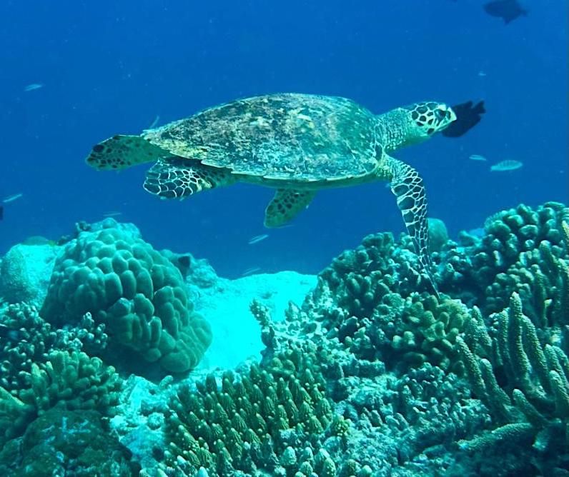 Hotel Maldives, Maldivas, 7 000 m² - imagen 18