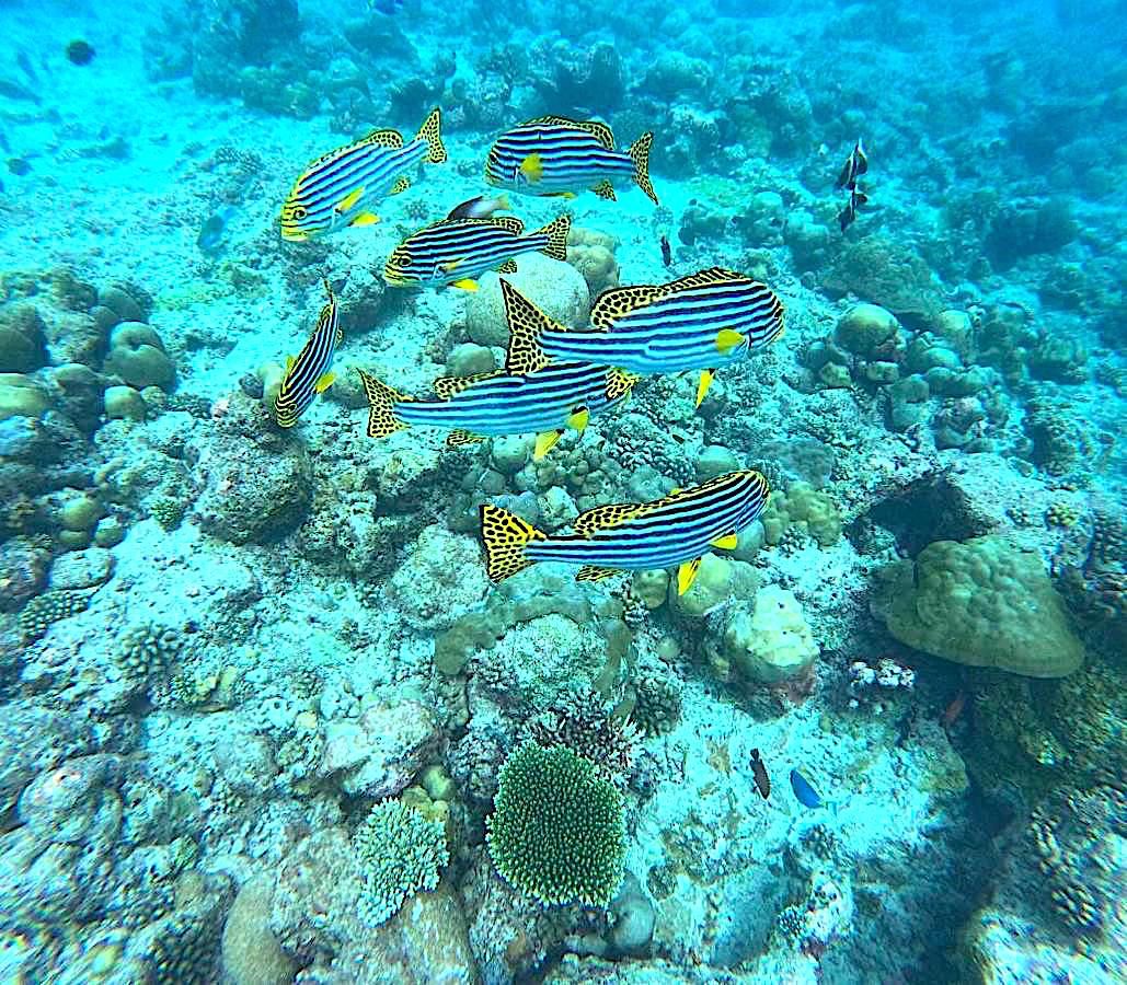 Hotel Maldives, Maldivas, 7 000 m² - imagen 17