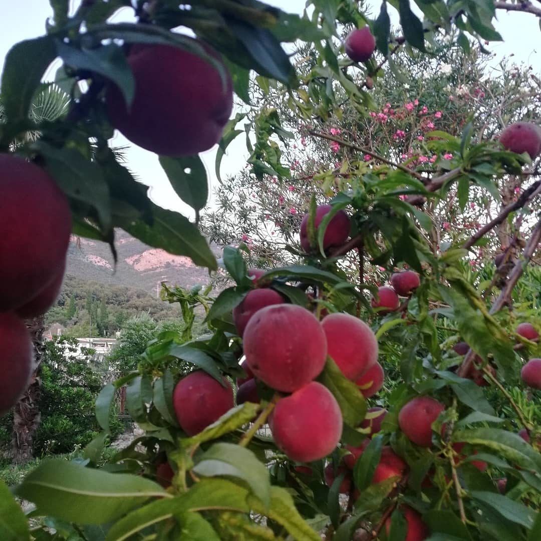 Biens commerciaux à Sutomore, Monténégro, 60 m² - image 18