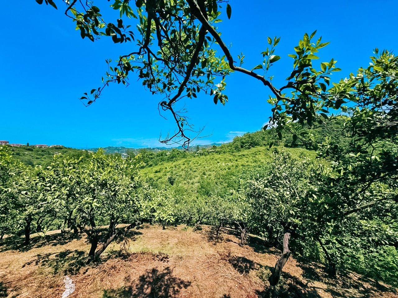 Terreno a Batumi, Georgia, 2 800 m2 - foto 10