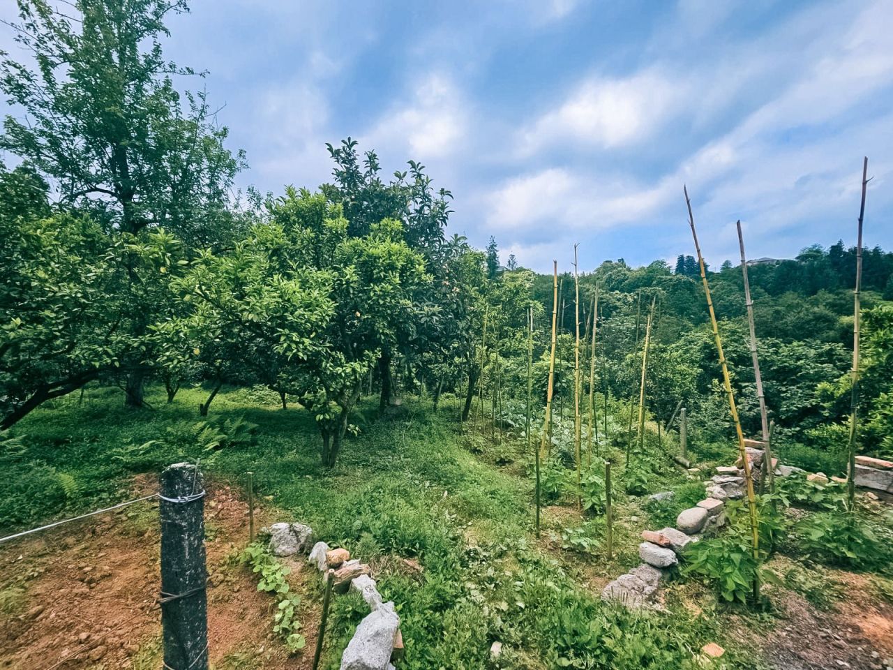 Terreno a Batumi, Georgia, 4 195 m2 - foto 2