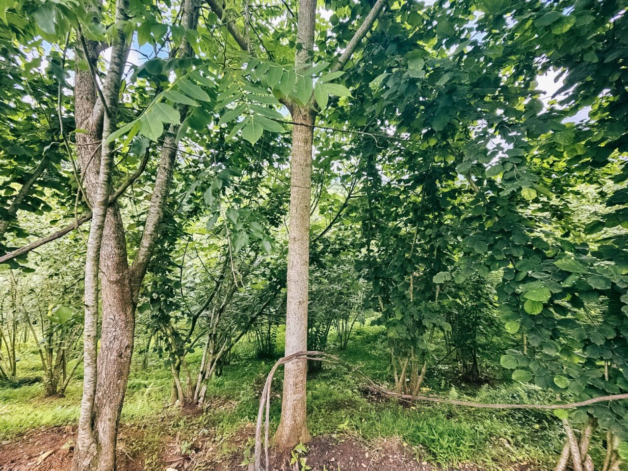 Terreno a Batumi, Georgia, 4 195 m2 - foto 6