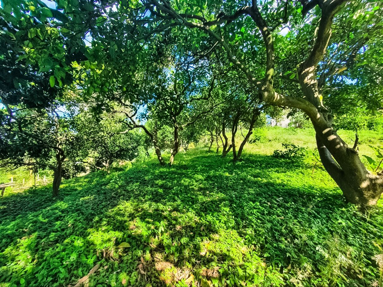 Terrain à Batoumi, Géorgie, 1 366 m² - image 4