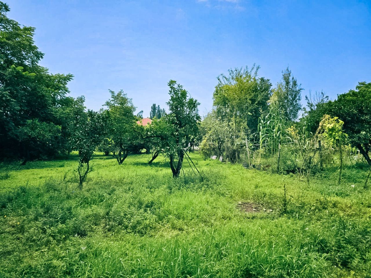 Terreno en Batumi, Georgia, 2 000 m² - imagen 6