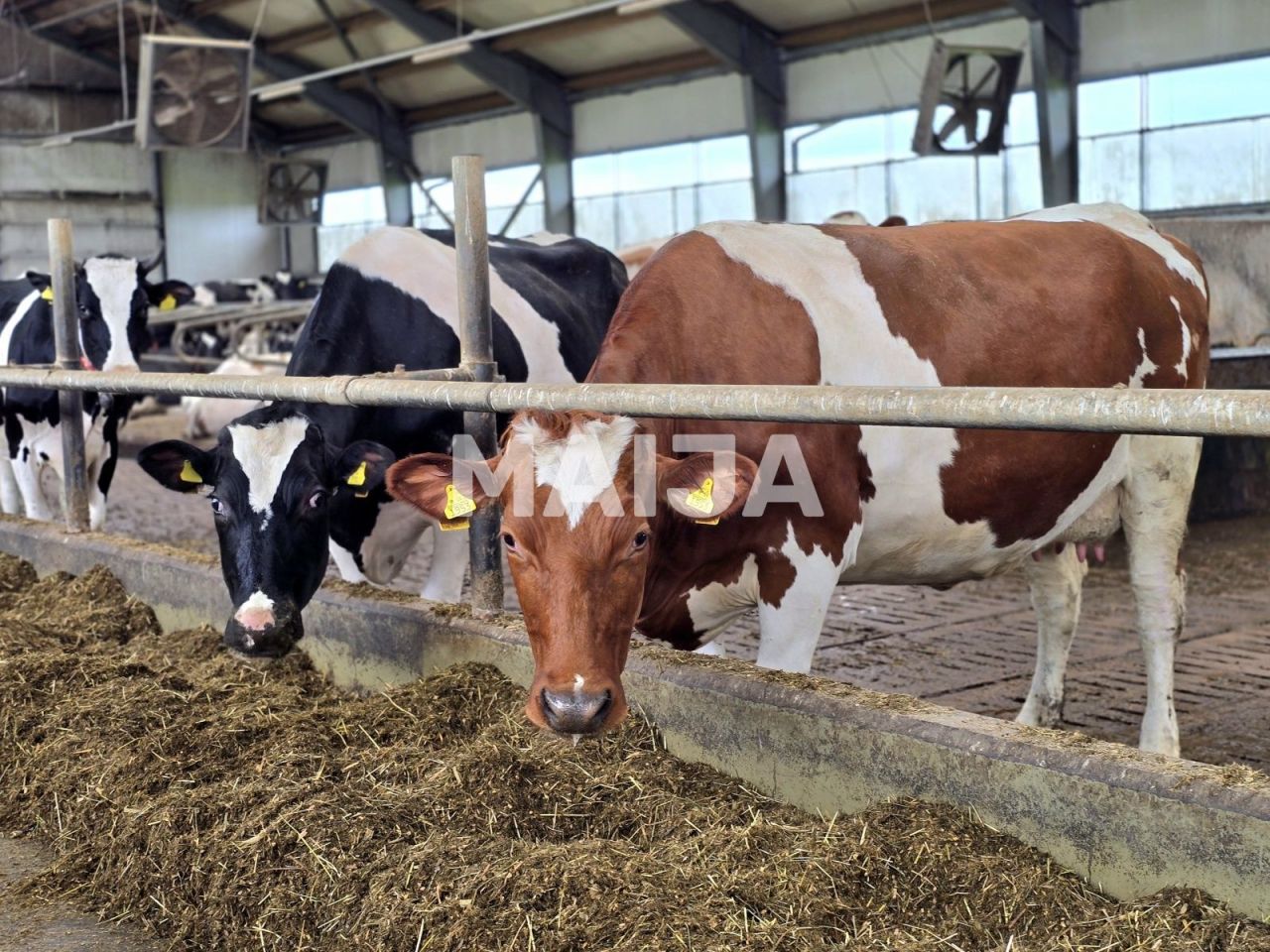 Grundstück Kabile, Lettland, 5 650 000 m² - Foto 8