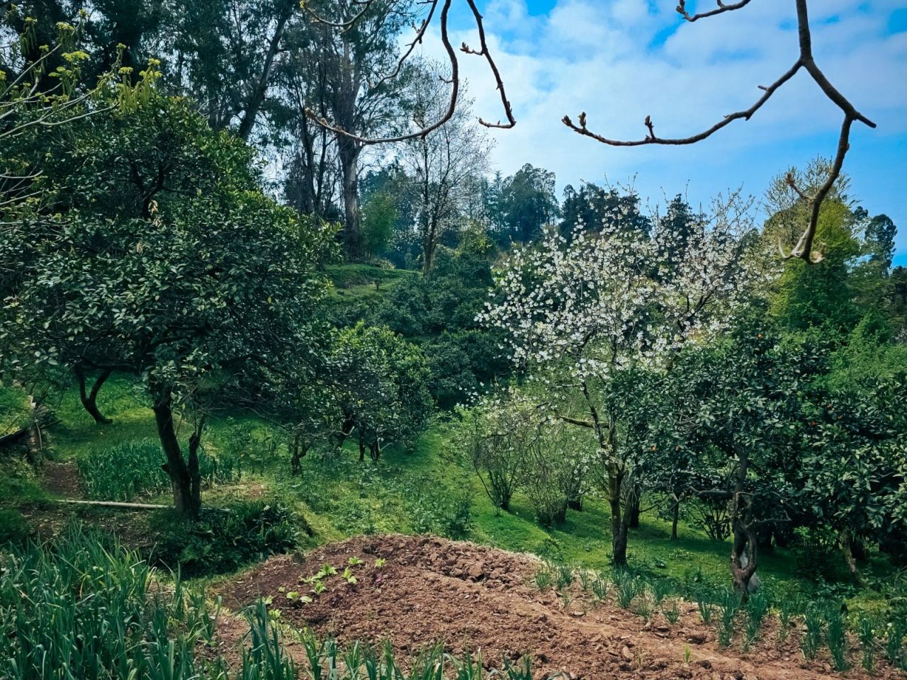 Land in Batumi, Georgia, 470 m² - picture 5