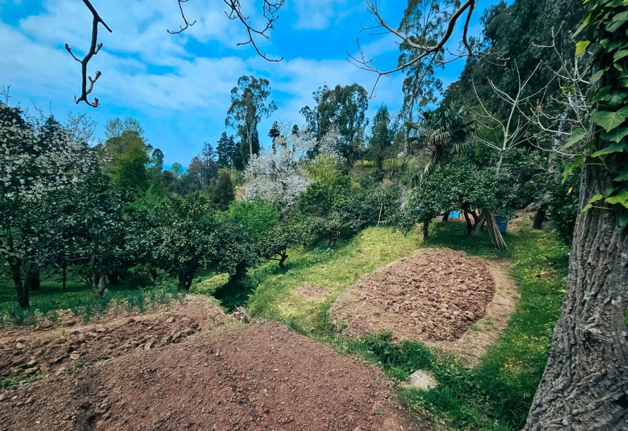 Land in Batumi, Georgia, 470 m² - picture 6