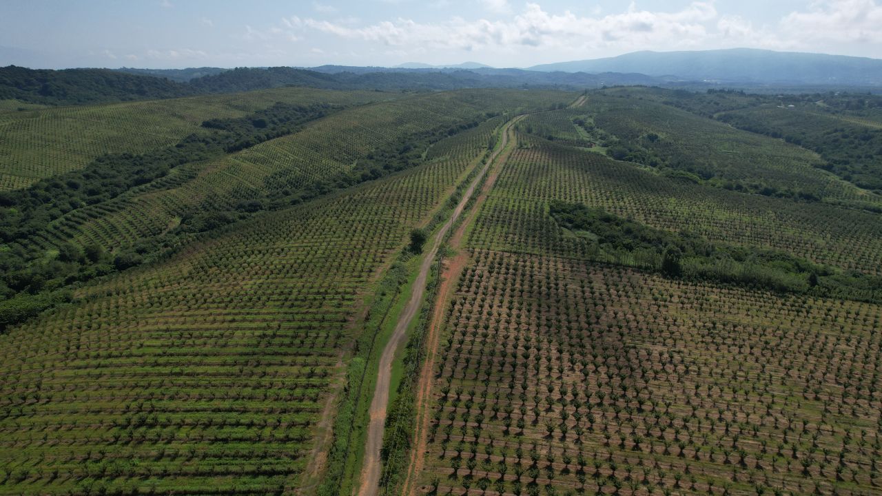 Biens commerciaux dans la municipalité de Khobi, Géorgie, 2 080 000 m² - image 1