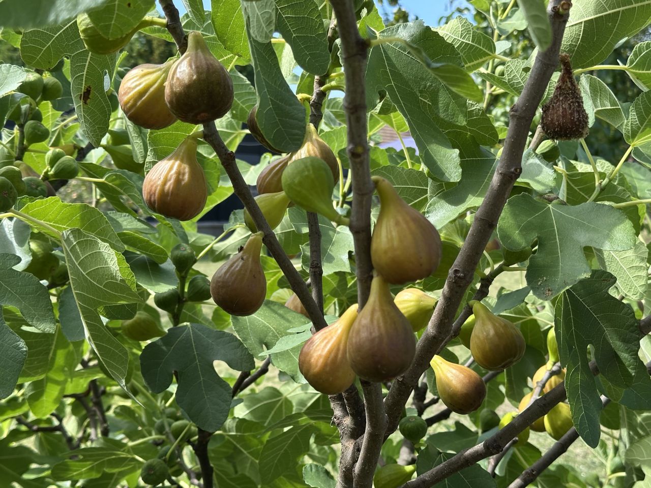 Villa in Zalacsány, Ungarn, 350 m² - Foto 2