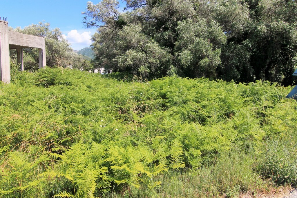 Land in Corfu, Greece, 2 000 m² - picture 1