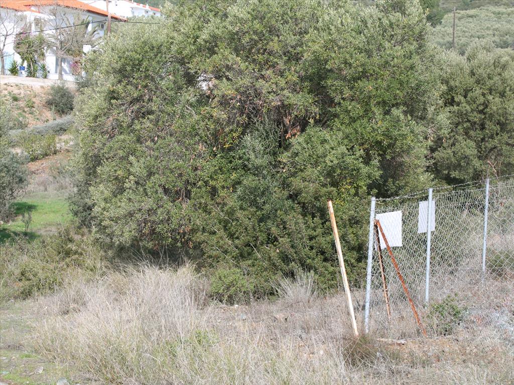 Terrain en Sithonie, Grèce, 13 244 m² - image 1