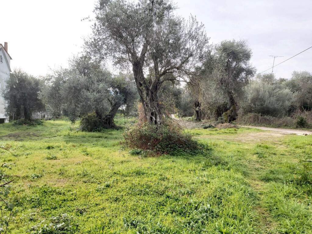 Terrain à Corfou, Grèce, 2 307 m² - image 1