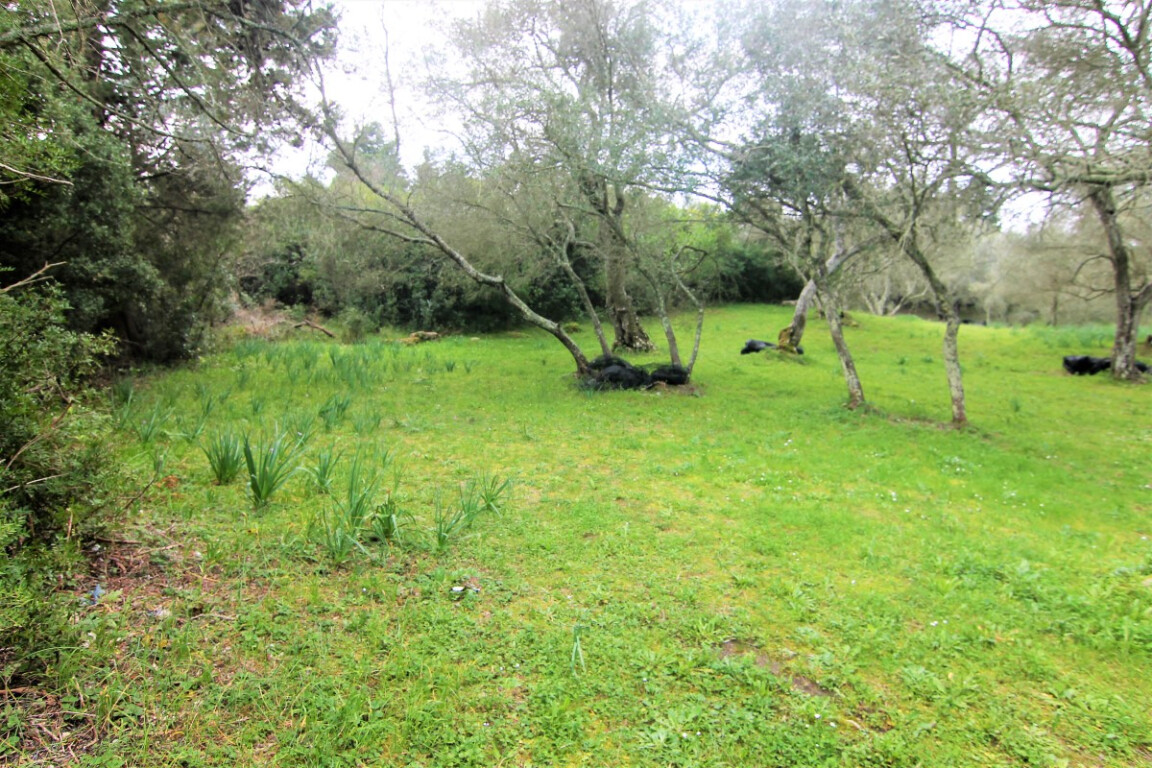 Grundstück in Korfu, Griechenland, 4 216 m² - Foto 1