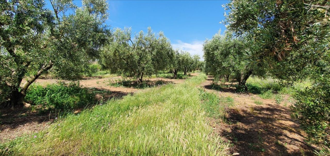 Terrain en Chalcidique, Grèce, 4 686 m² - image 1