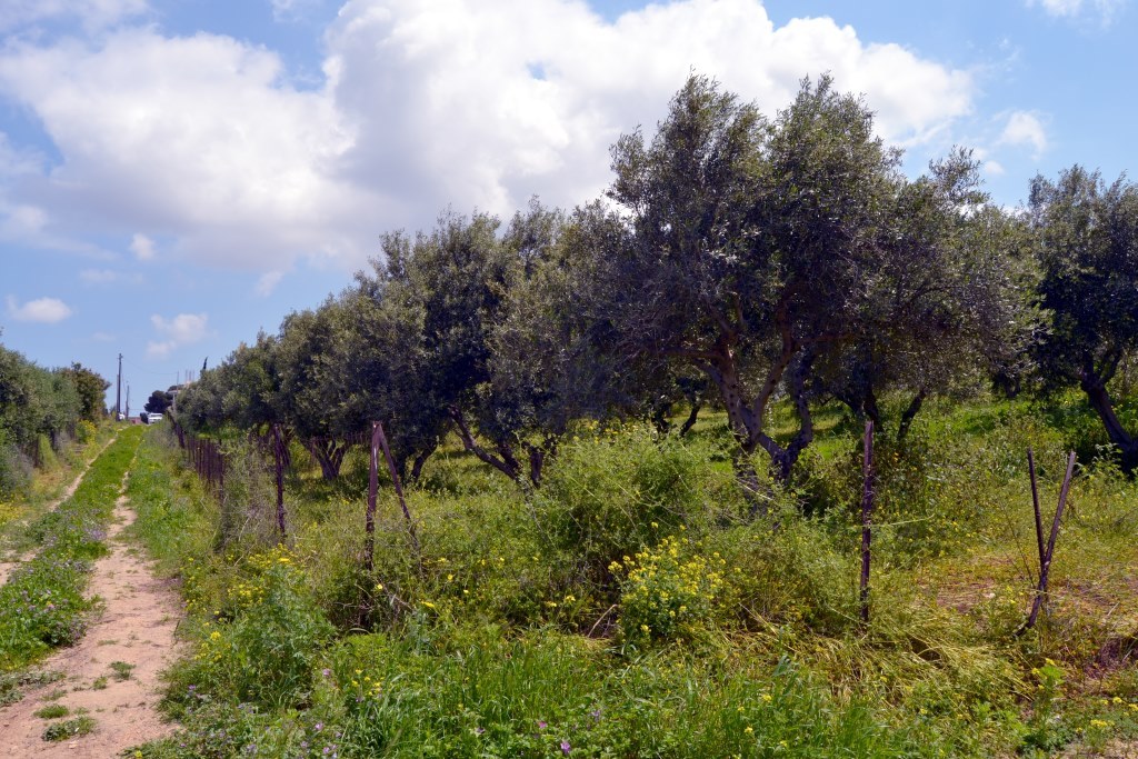 Terrain à Héraklion, Grèce, 4 700 m² - image 1
