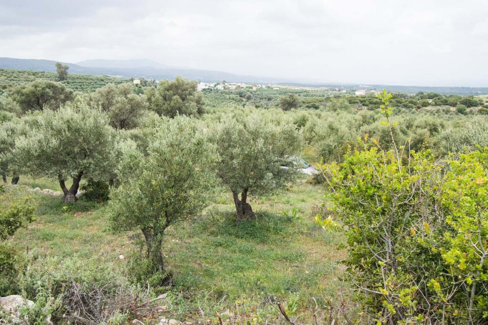 Terrain à Héraklion, Grèce, 16 000 m² - image 1