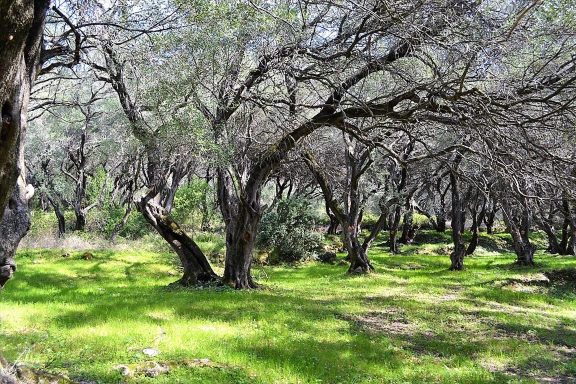 Terrain à Corfou, Grèce, 4 000 m² - image 1