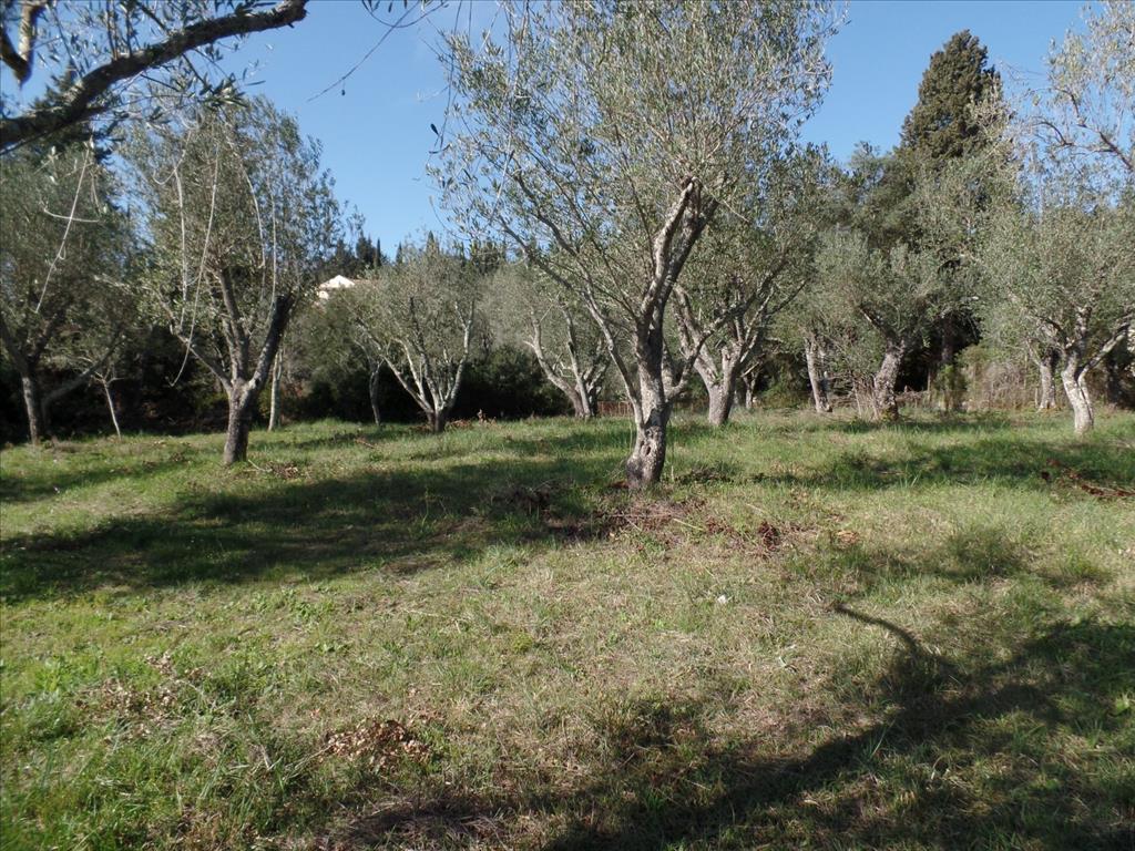 Land in Corfu, Greece, 4 900 m² - picture 1