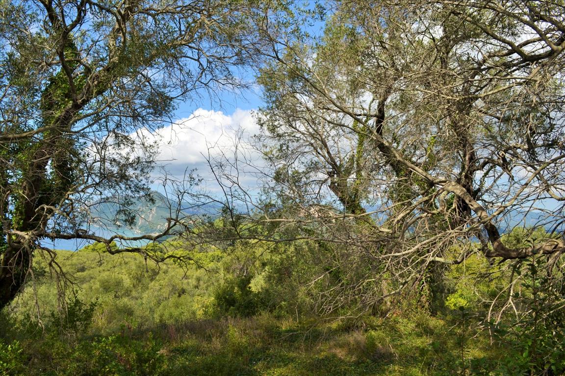 Land in Corfu, Greece, 4 673 m² - picture 1