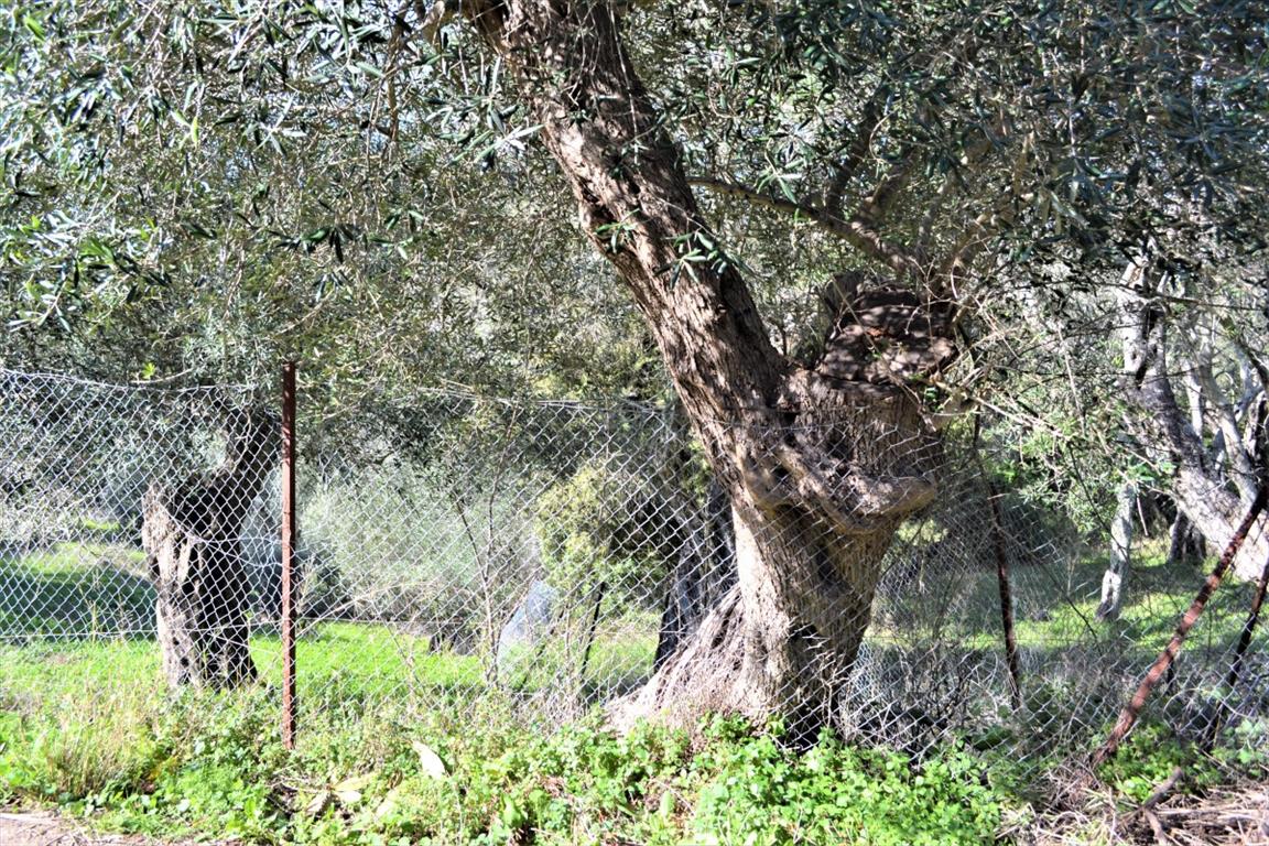 Land in Corfu, Greece, 70 000 m² - picture 1